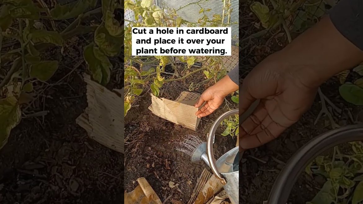 Gardening hack for preventing disease #greenhouse #gardeningtips #shorts