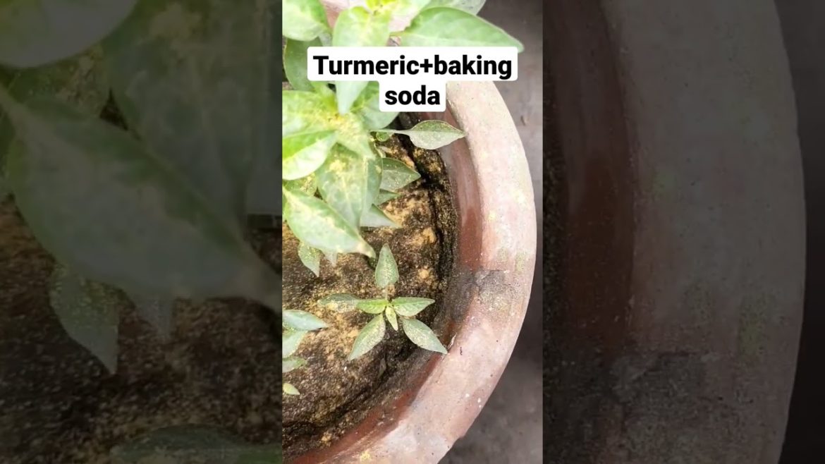 A Few Viral Tips for Getting More Fruit Growing in Your Gardens