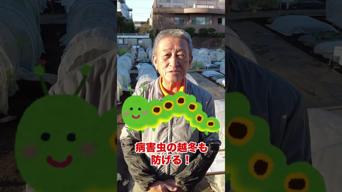 家庭菜園や農園の冬野菜栽培で害虫を越冬させない5つのコツ！ #shorts /Commentary on farm equipment of Japanese farmers.