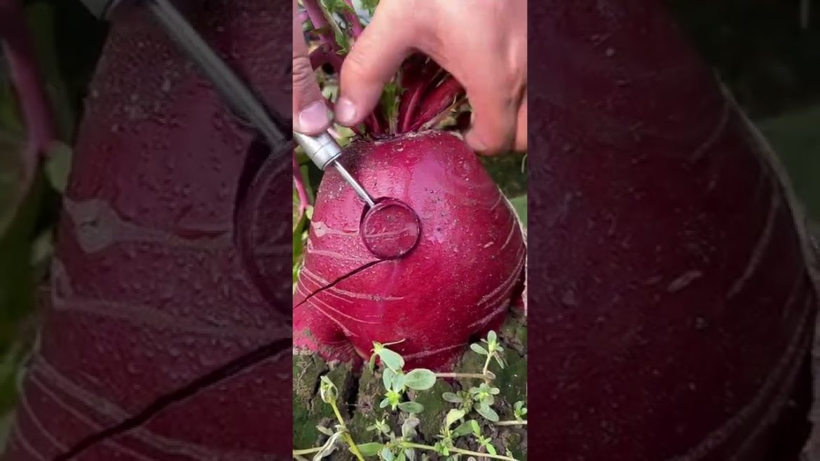 Cutting red radish - For fruit lovers #shorts