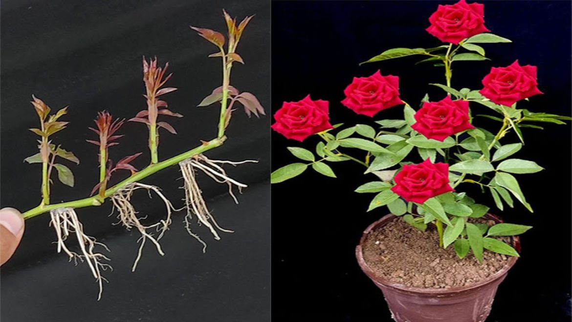 Easy way to grow rose cutting in sand | Stem cutting