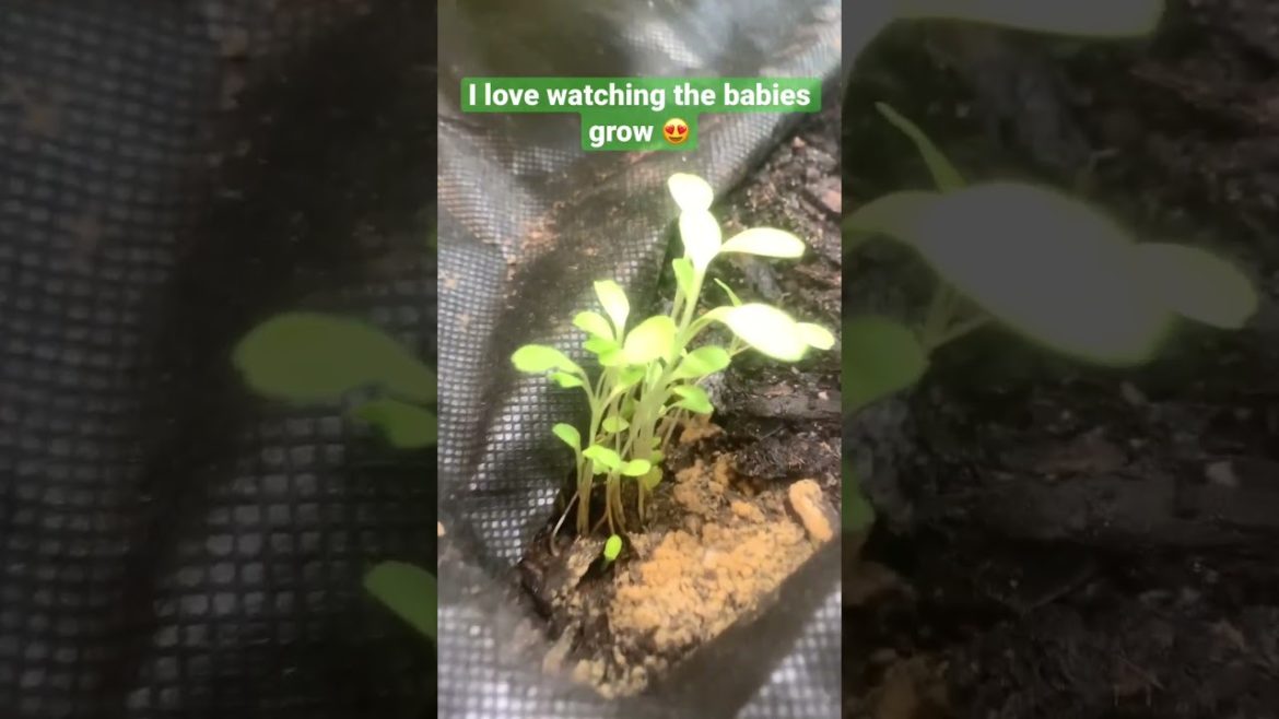Watching the Babies 🌱🪴#shorts #gardening #healthylifestyle