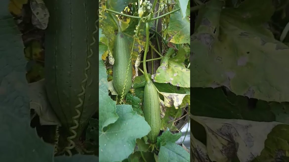 beautiful garden#shorts #viral #viralvideos #shortvideos