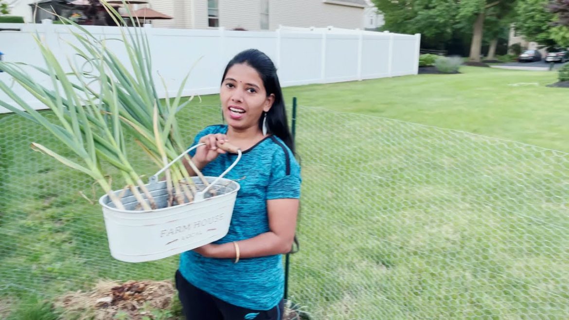 Harvesting Garlic 🧄 🧄 🧄 | Backyard Garden Highlights
