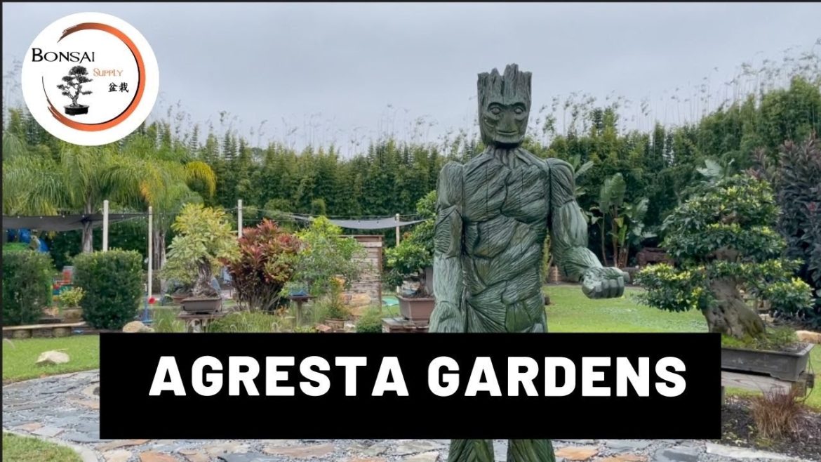 Visit to Agresta Gardens | The Bonsai Supply Visit to Agresta Gardens | The Bonsai Supply