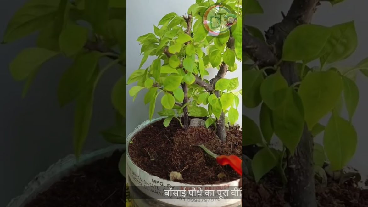How To Make A Bonsai Plant // Beautiful Bonsai plant// #ytshorts #viral #reels How To Make A Bonsai Plant // Beautiful Bonsai plant// #ytshorts #viral #reels