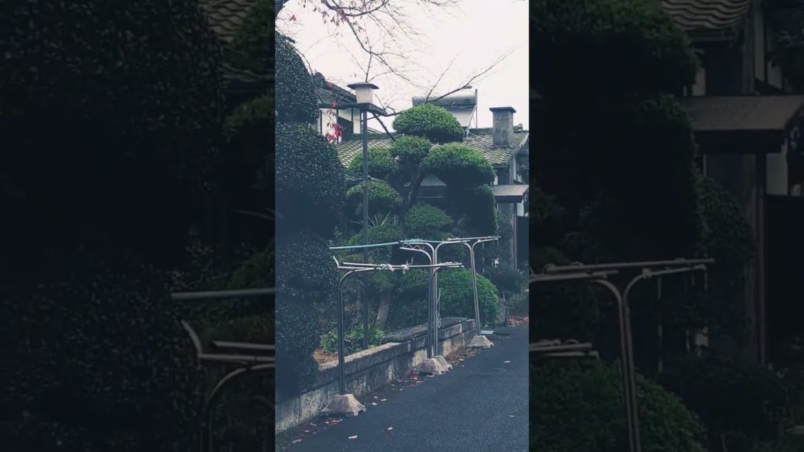 Japanese bonsai trees in farmers yard Japanese bonsai trees in farmers yard