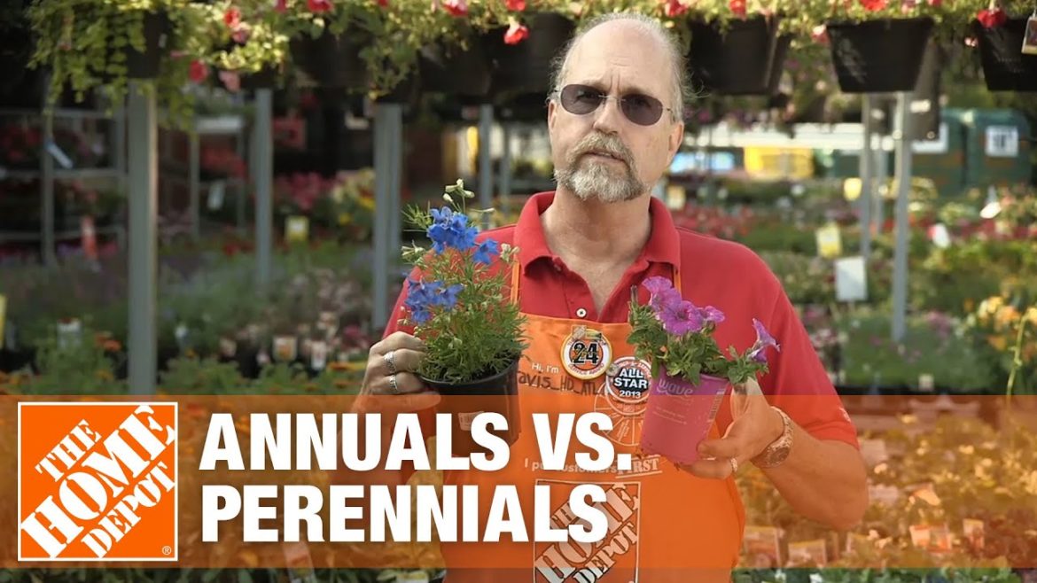 Annuals vs Perennials – Gardening Tips | The Home Depot Annuals vs Perennials - Gardening Tips | The Home Depot