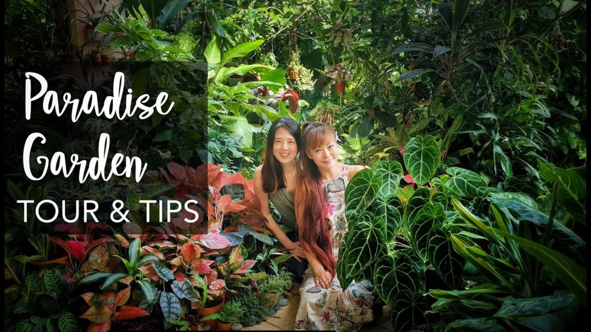 SUPER LUSH Tropical Garden TOUR & 12 Plant Care Tips with Junie Lee (1000+ plants) SUPER LUSH Tropical Garden TOUR & 12 Plant Care Tips with Junie Lee (1000+ plants)