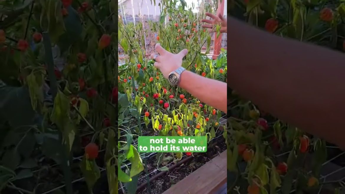 Learning from lessons Mother Nature teaches us are all part of the gardening process  👨‍🌾☀️