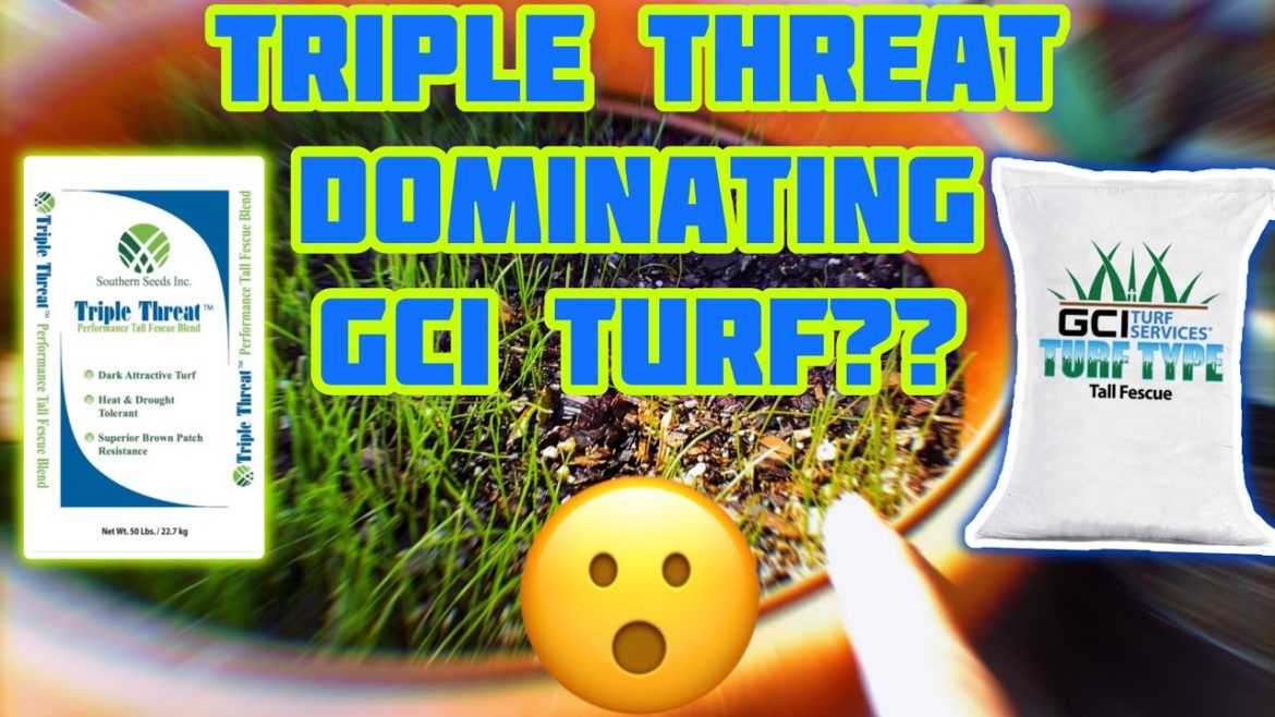 Triple Threat Seed Destroys GCI Turf Seed?? Happy Black Friday