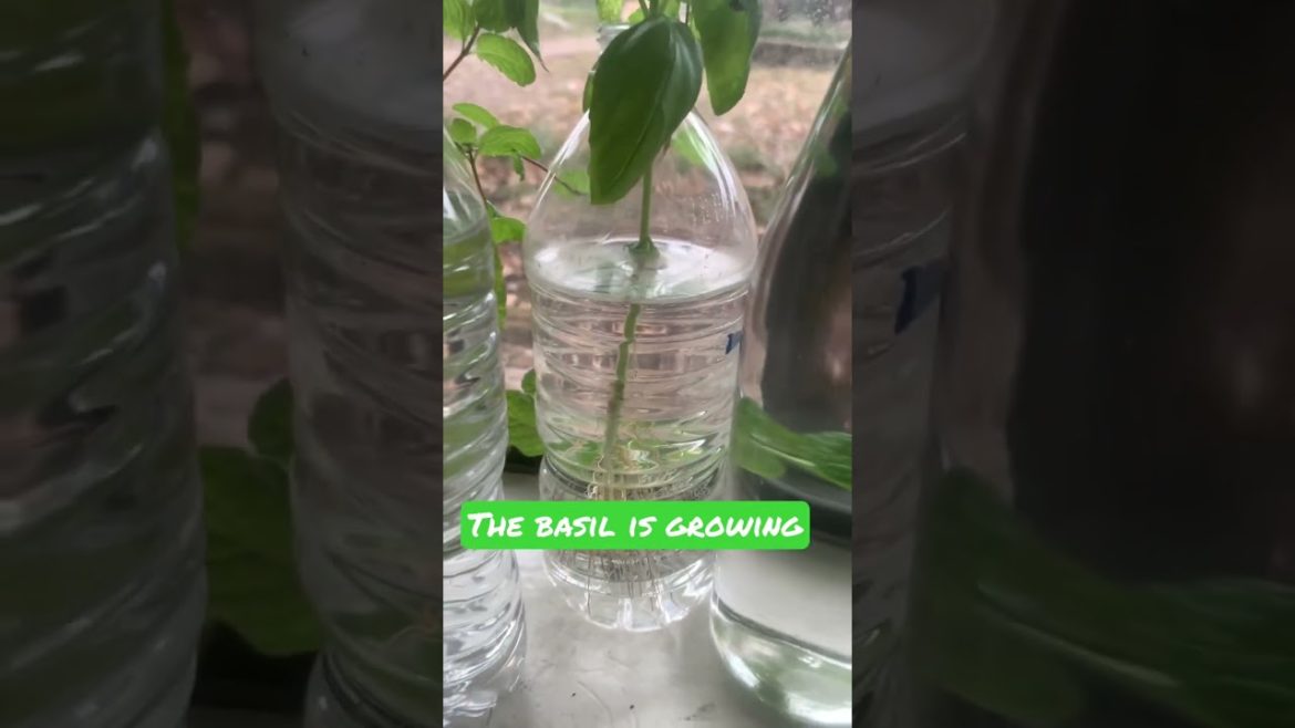 Growing #growyourownfood #shorts #gardening Growing #growyourownfood #shorts #gardening