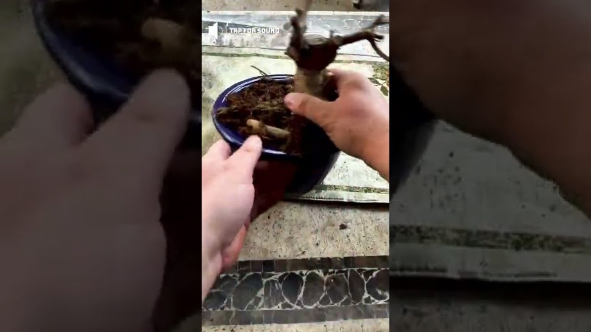 Beginner vs Experienced Gardeners Beginner vs Experienced Gardeners