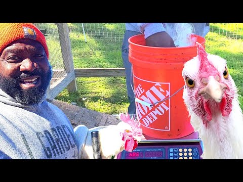 Improving Our Chicken Hatchery | American Bresse Improving Our Chicken Hatchery | American Bresse