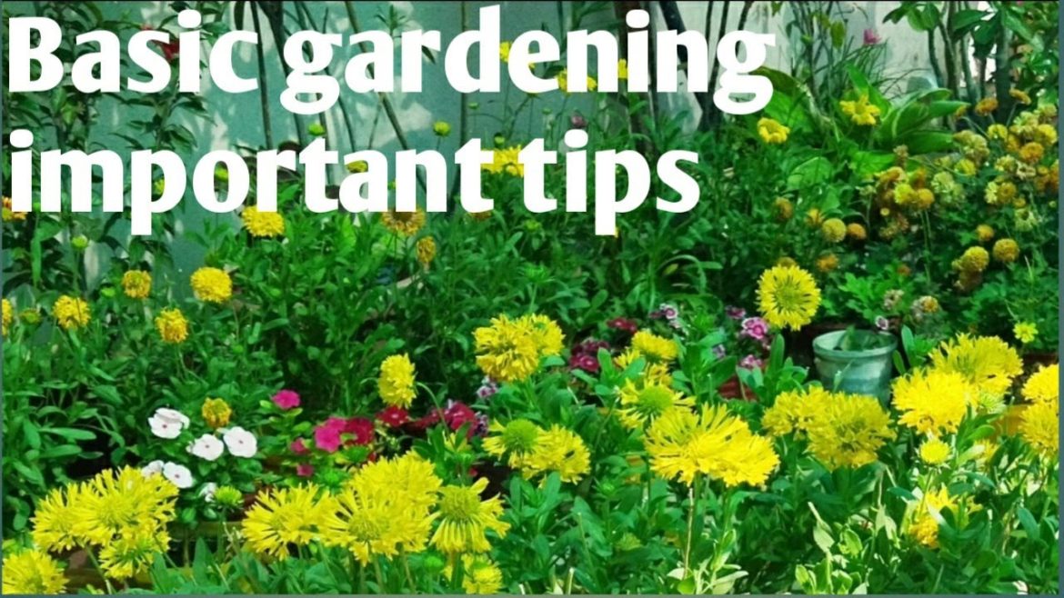 new gardeners ke liye important tips#How do you starting gardening# chooses right planter in house