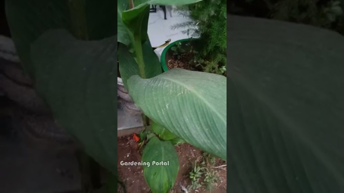 Why Canna Lily Plant Is Best For Garden #shorts