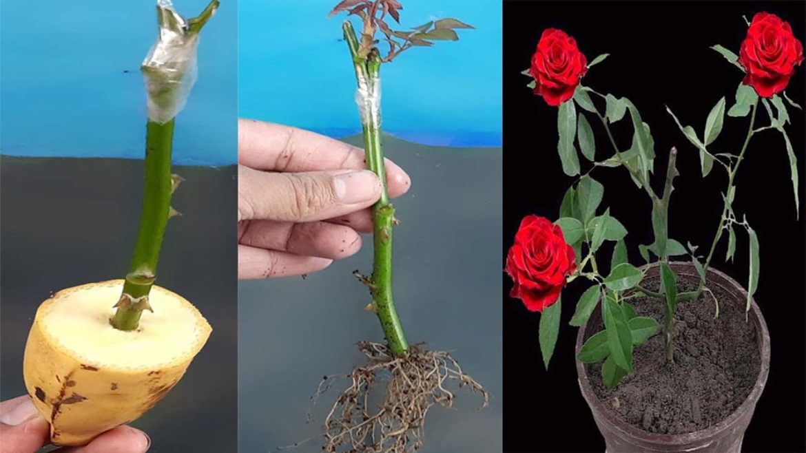 Growing Rose Plant From Cutting Using Banana#Shorts