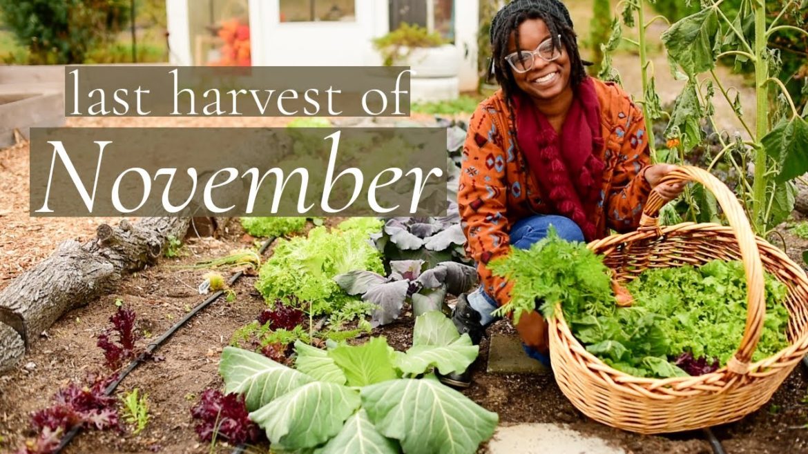 This Swiss Chard is too pretty to eat!! | Harvest With Me This Swiss Chard is too pretty to eat!! | Harvest With Me