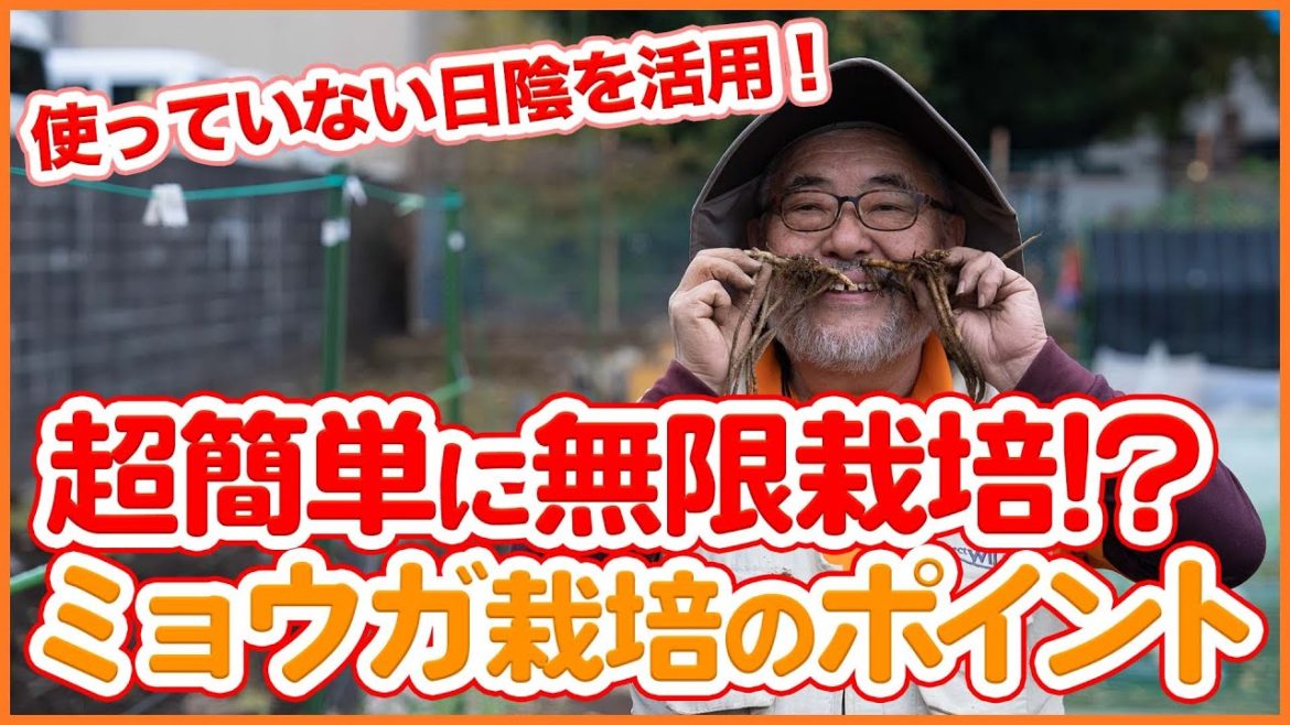 家庭菜園や農園のミョウガ栽培は超簡単に無限栽培!?日陰を利用した12月開始のミョウガの育て方を徹底解説!/Tips for Growing Myoga from a Japanese Farmer. 家庭菜園や農園のミョウガ栽培は超簡単に無限栽培!?日陰を利用した12月開始のミョウガの育て方を徹底解説!/Tips for Growing Myoga from a Japanese Farmer.