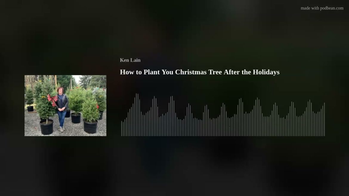 How to Plant You Christmas Tree After the Holidays How to Plant You Christmas Tree After the Holidays