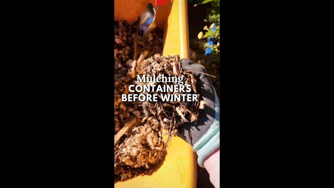 Mulching Containers Before Winter βοΈ #shorts Mulching Containers Before Winter βοΈ #shorts