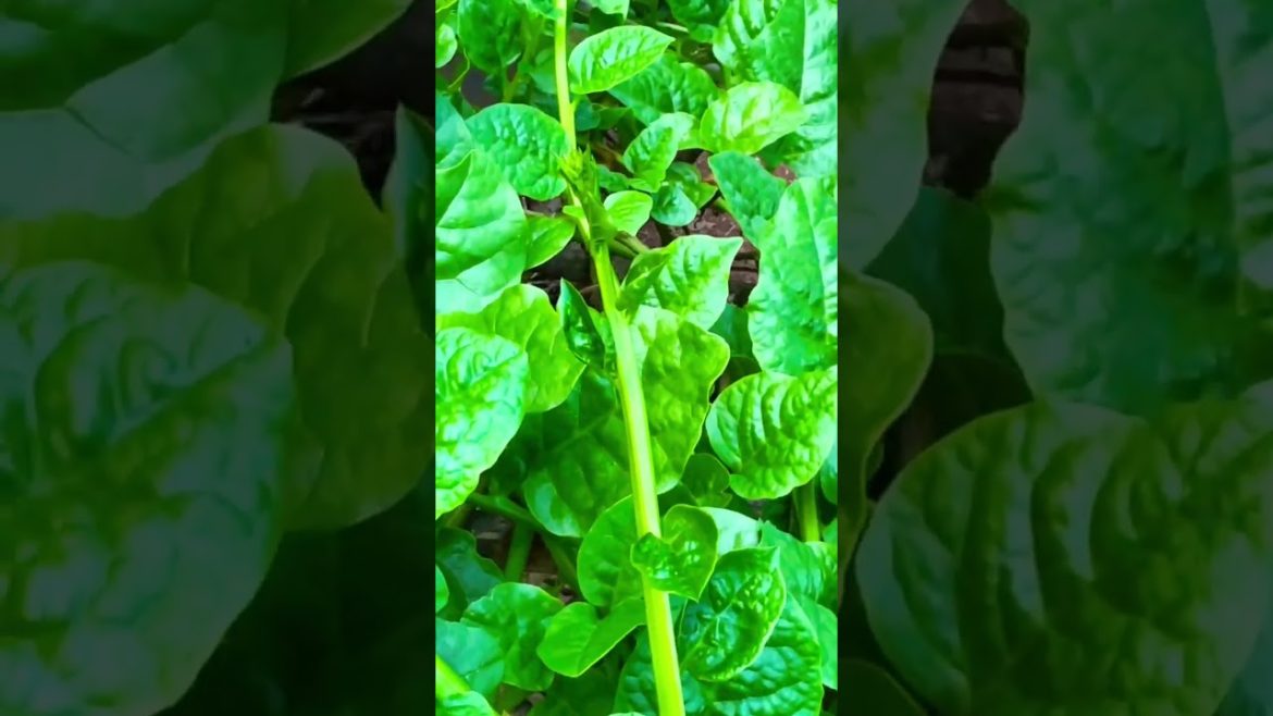 Nature life #shortfeed #shortvideo    #shortfeed2022 #nature #naturelover #trees #shortvideo