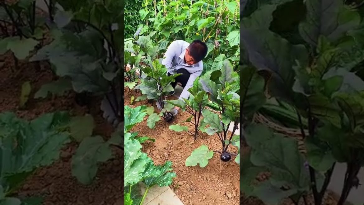 Simple Tips for Growing Vegetables by meimei