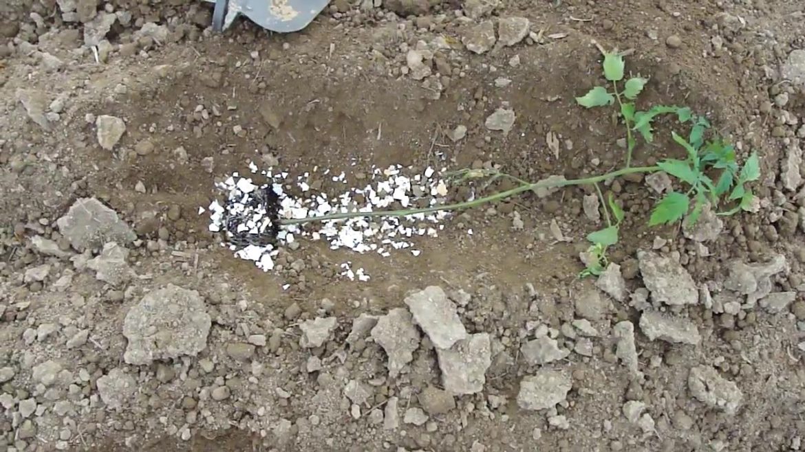 Garden Short | How to Plant Tomatoes by Trenching - Garden Tips and Tricks