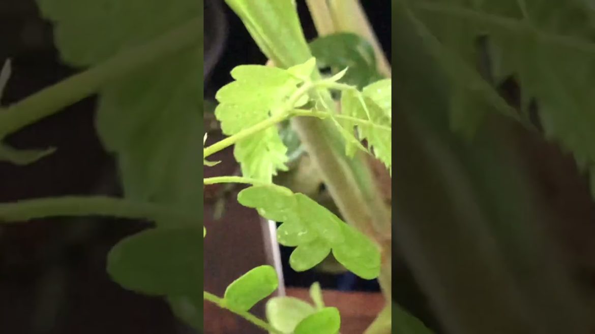 Tropical Indoor Tamarind Tree New Growth #viral #shorts #shortvideo