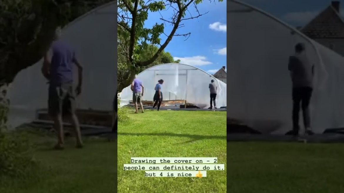 Greenhouse or Polytunnel? #gardening Greenhouse or Polytunnel? #gardening