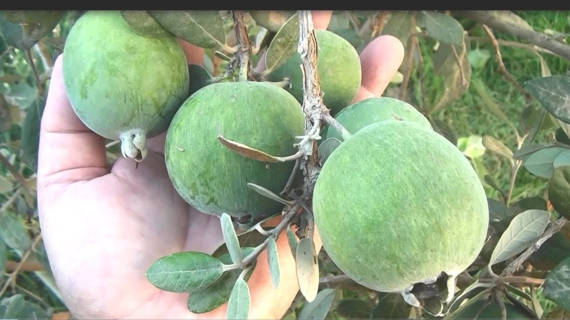 Feijoa from flowering to tasting