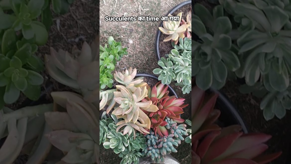 Which is your favourite succulent? #naturetreasure #succulents Which is your favourite succulent? #naturetreasure #succulents