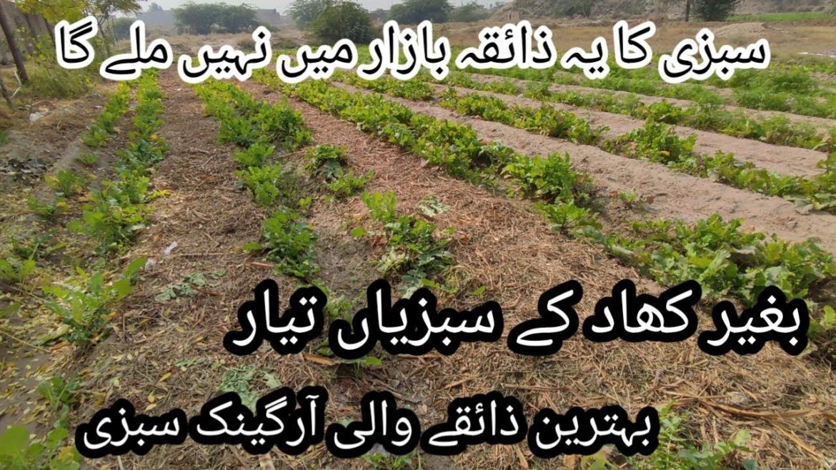 natural vegetable/ vegetables on PQNK method/ organic kitchen gardening/vegetable collection 🧺
