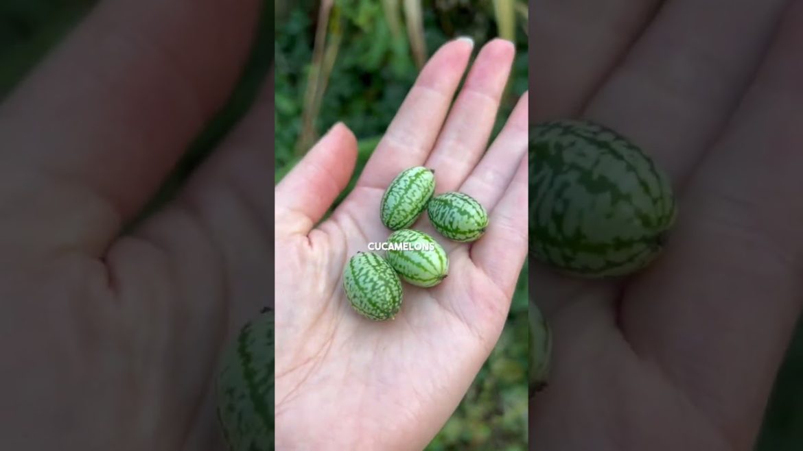 Come harvest with me | Harvests from our back garden in 2022 | Diary of a Yorkshire Gardener