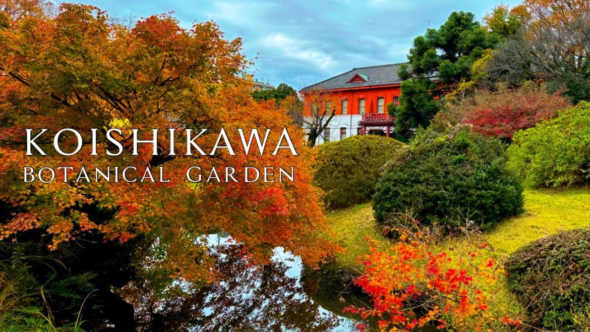🔴 Koishikawa Botanical Garden Autumn Walk | Takuzousu Inari-Jinja Shrine | Zenkoji Temple 🔴 Koishikawa Botanical Garden Autumn Walk | Takuzousu Inari-Jinja Shrine | Zenkoji Temple