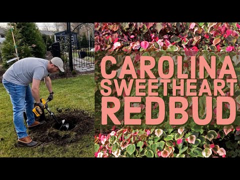 Planting a Carolina Sweetheart Redbud | The Southerner's Northern Garden Planting a Carolina Sweetheart Redbud | The Southerner's Northern Garden