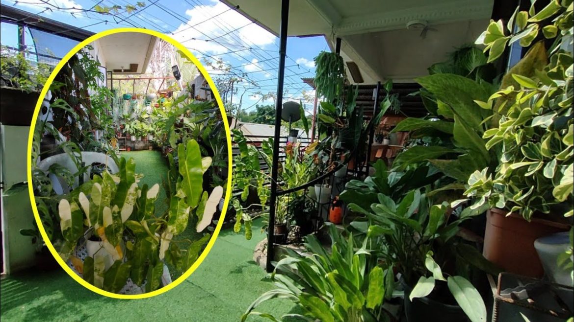 GRABE ANG VARIEGATION NI VBM