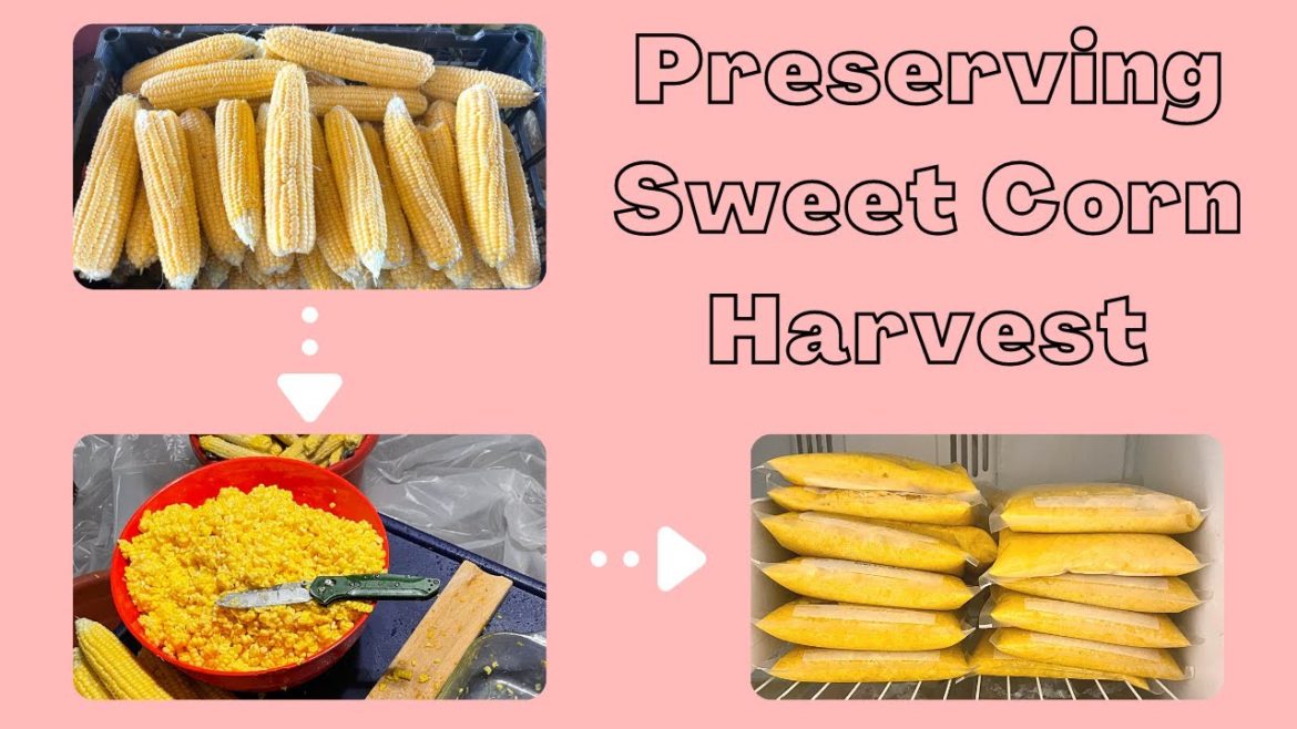 How to Freeze Sweet Corn from the Backyard Garden