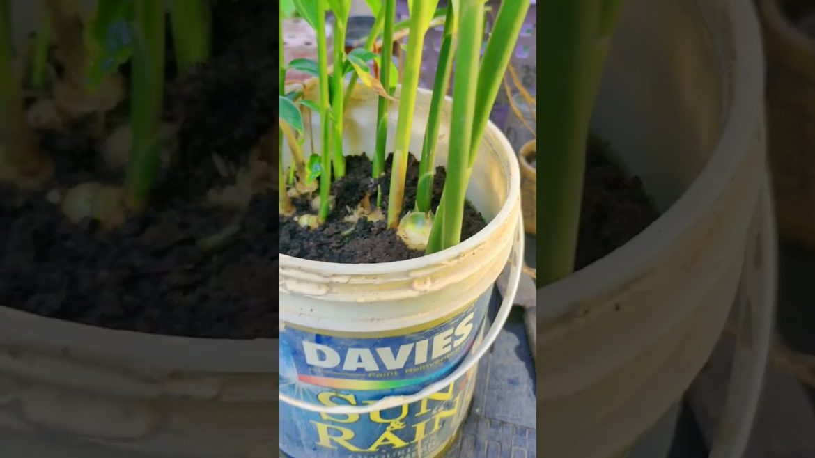 Ginger from kitchen scraps. Ready for harvesting? #plants #gardening ππΏπ± Ginger from kitchen scraps. Ready for harvesting? #plants #gardening ππΏπ±