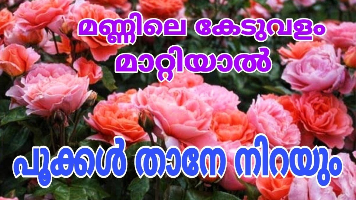 ചെറിയ ചെടിയിലും പൂക്കൾ താനേ നിറയും Flowering Tips
