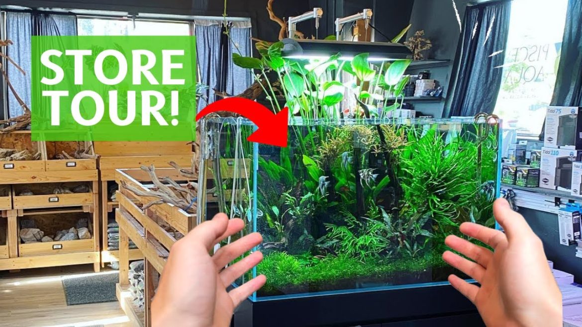 Touring A Very Special Planted Aquarium Store!