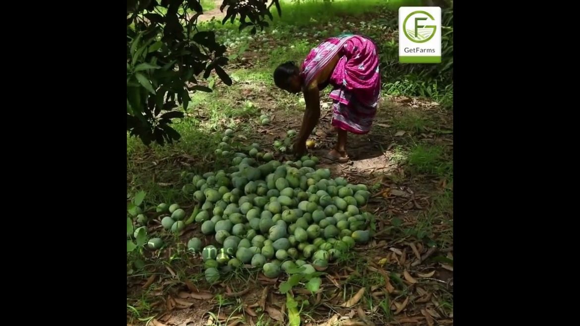 Organic Farms With a Range of Amenities, Accessible from the City, Making a Happy Weekend! Organic Farms With a Range of Amenities, Accessible from the City, Making a Happy Weekend!