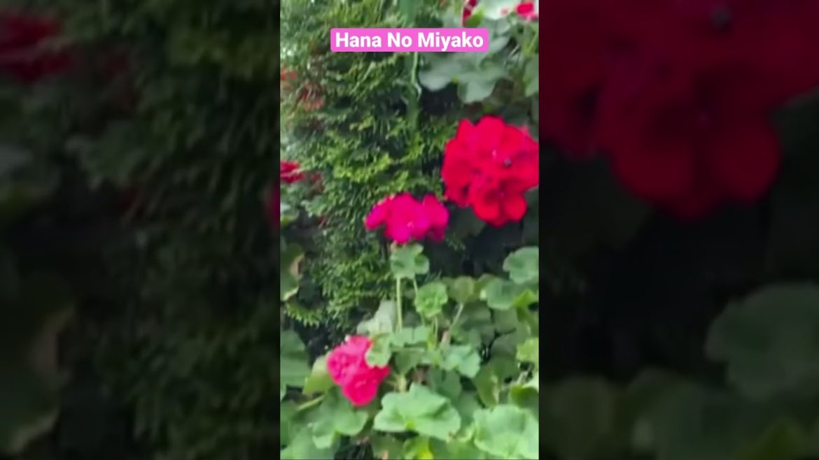 Hana no Miyako#yamanakako #flowergarden #hananomiyako#shorts#shortsvideo
