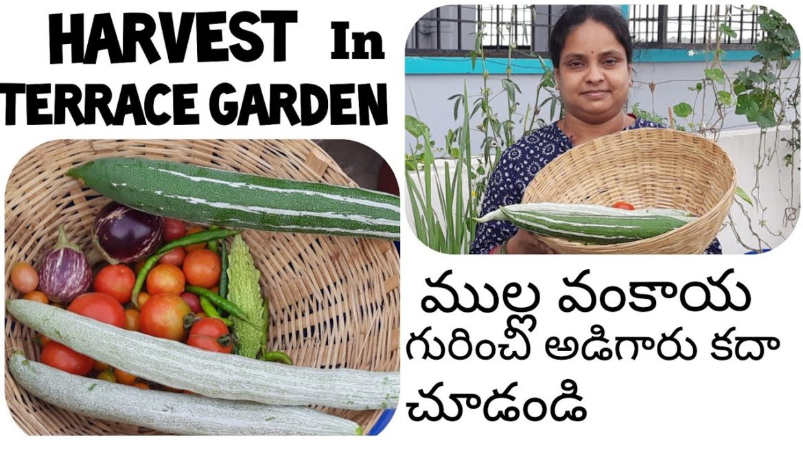 Organic Vegetables Harvest From Terrace/Snake Gourd/Brinjal/Tomatoes/Garden Tips In Urban Gardening