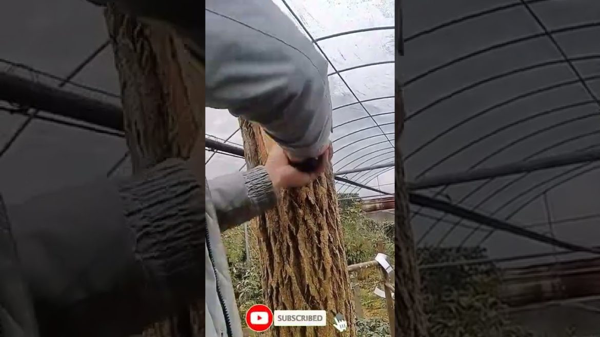Tips Pairing sticky Straight two trunks together #shorts #short #satisfying #funny #harvest #Fruit Tips Pairing sticky Straight two trunks together #shorts #short #satisfying #funny #harvest #Fruit