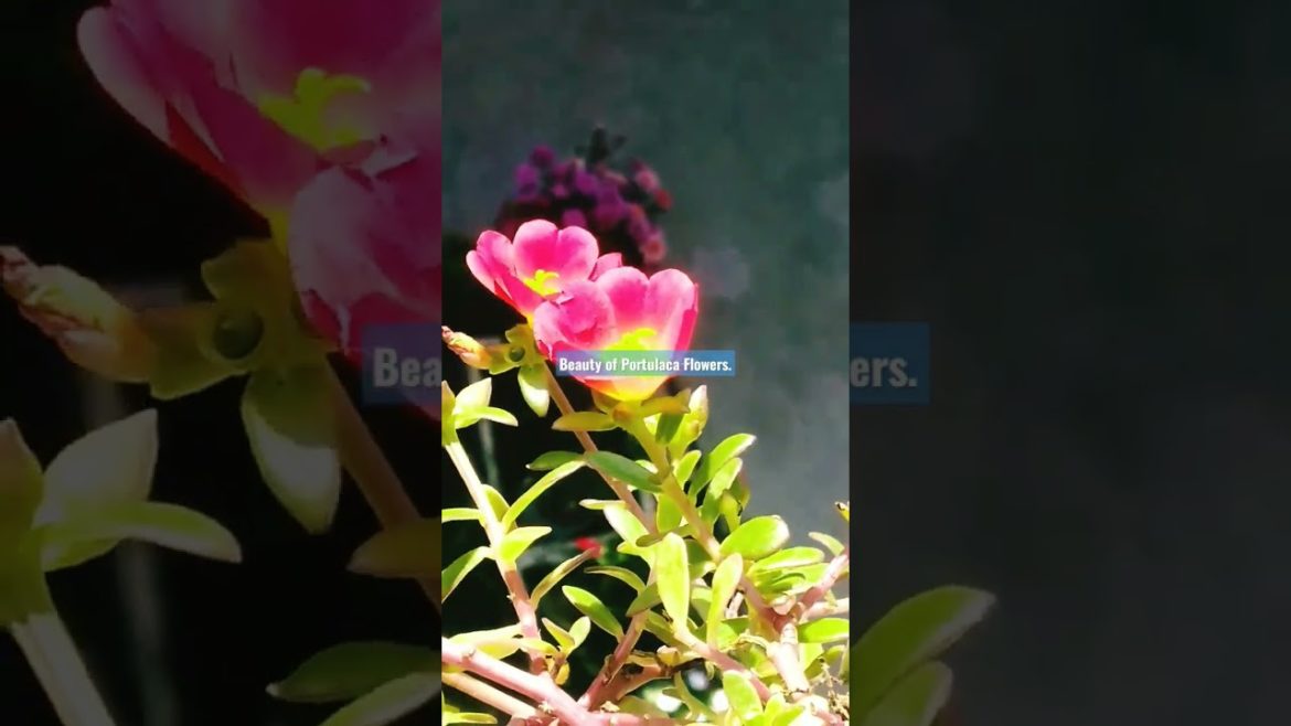 Beauty of Portulaca Flowers on Rooftop Garden Design. #shorts