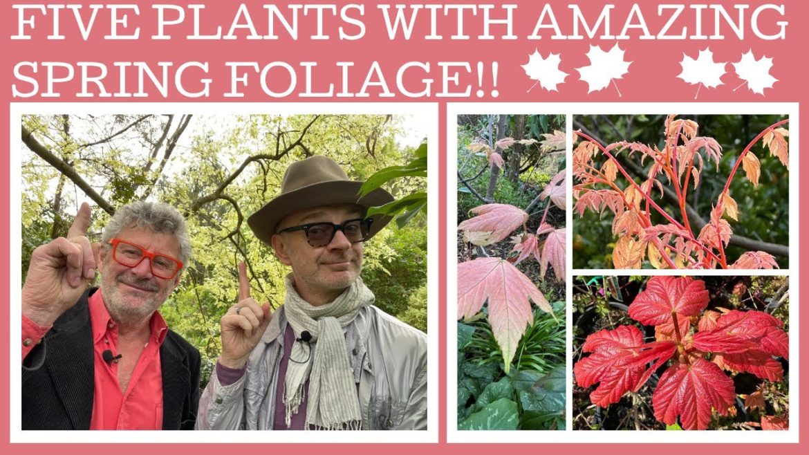 Five plants with AMAZING spring foliage! Five plants with AMAZING spring foliage!
