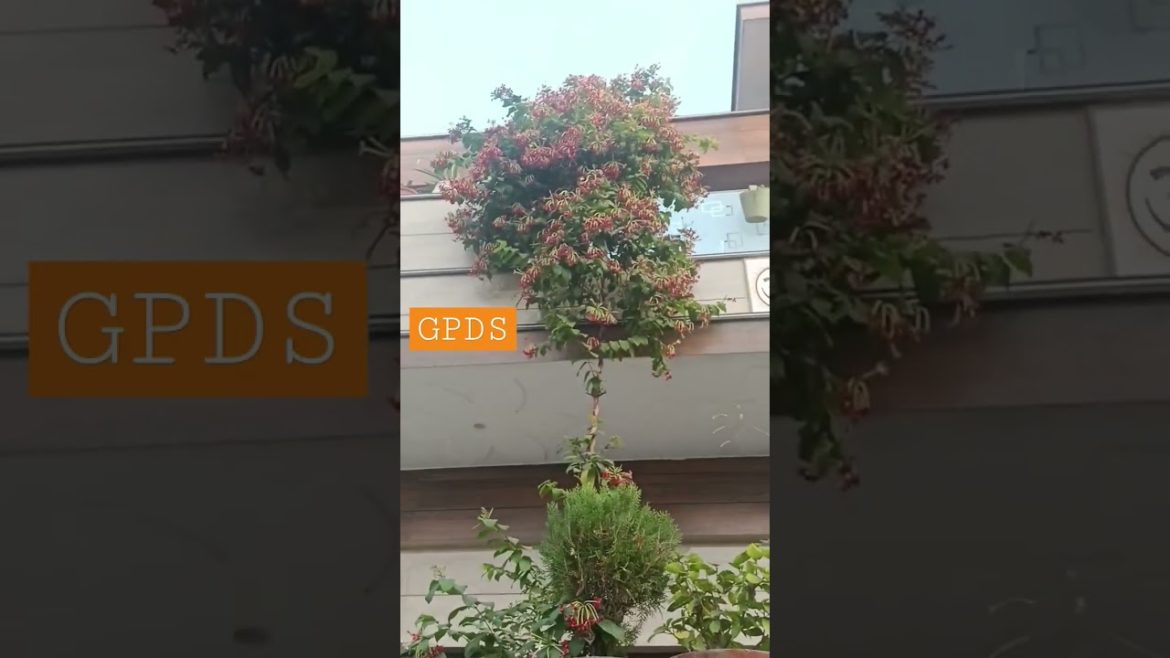 मधुमालती #rangooncreeper  फूल की बेल #shorts #gardeningpointds #madhumalti 6