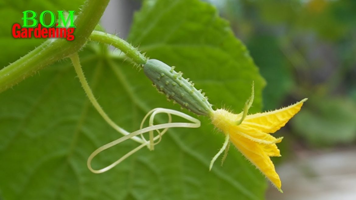 Share Technique Growing cucumbers in Plastic Containers Climb Trellis for Many Fruits Share Technique Growing cucumbers in Plastic Containers Climb Trellis for Many Fruits