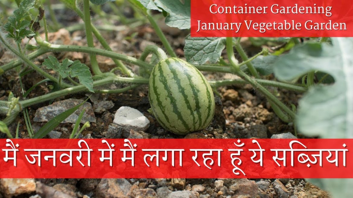 January Ke Mahine Mein Lagaaye Jane Wali Sabziyan | Container Gardening January Ke Mahine Mein Lagaaye Jane Wali Sabziyan | Container Gardening